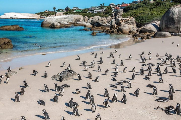 Cape Town. 3days Attraction: Crocodule Cage&cape Point &wine Testing  - Image 3
