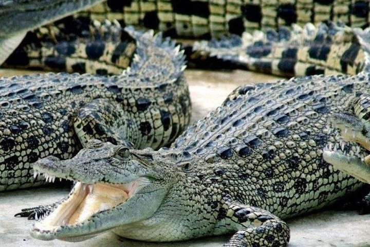 Cape Town. 3days Attraction: Crocodule Cage&cape Point &wine Testing  - Image 1