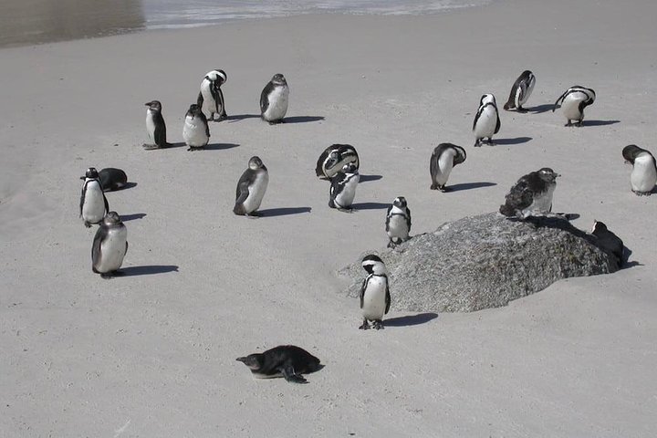 Cape Town. 3days Attraction: Crocodule Cage&cape Point &wine Testing  - Image 5