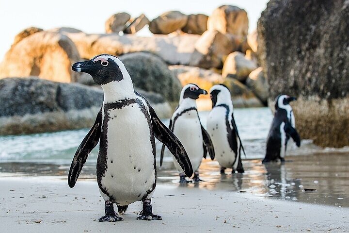 Cape Town Atlantic Helicopter Private Tour including Penguins Cape Point & Lunch - Image 3