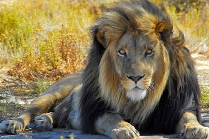 Cape Town Best Of Aquila Safari Full Day Tour  - Image 5