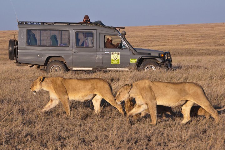 Cape Town Best Of Aquila Safari Full Day Tour  - Image 4