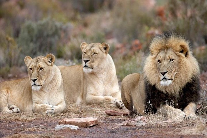 Cape Town Best Of Aquila Safari Full Day Tour  - Image 3