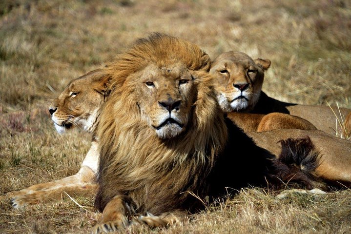 Cape Town Best Of Aquila Safari Full Day Tour  - Image 1