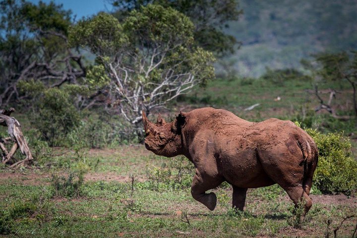 Cape Town Best Of Aquila Safari Full Day Tour  - Image 2