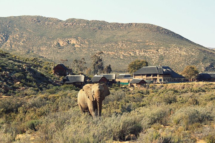 ( Cape Town ) Best Of Aquila Safari Fullday Tour - Image 5
