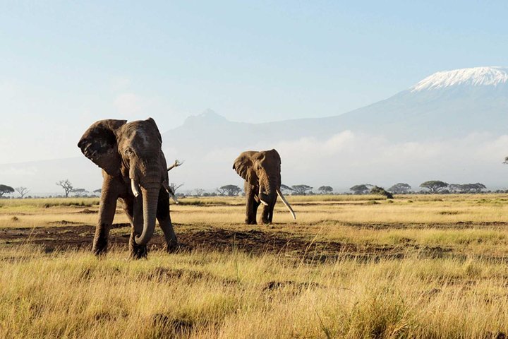 Cape Town, Best Of Big Five Safari Fullday Tour - Image 5