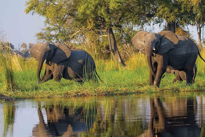 Cape Town, Best Of Big Five Safari Fullday Tour - Image 3