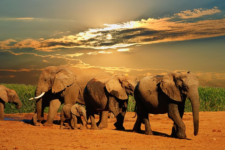 Cape Town, Best Of Big Five Safari Fullday Tour - Image 1