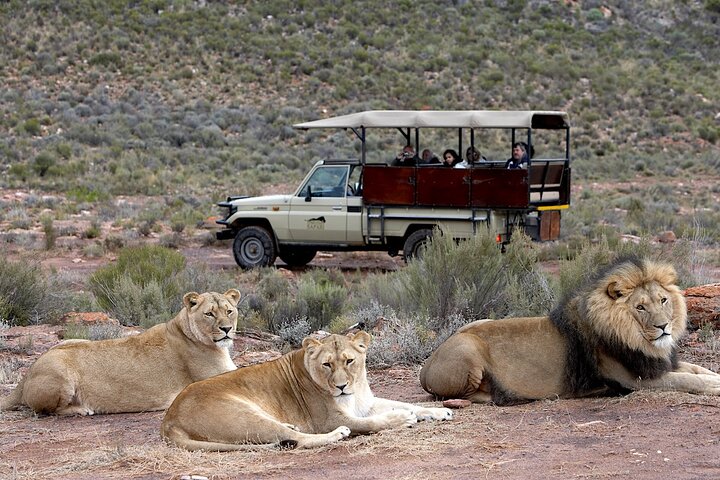 Cape Town Big 5 Animals Guided Safari Private Tour to Aquila - Image 1
