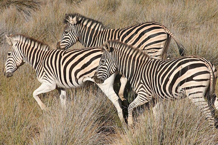 Cape Town Big 5 Animals Guided Safari Private Tour to Aquila - Image 3