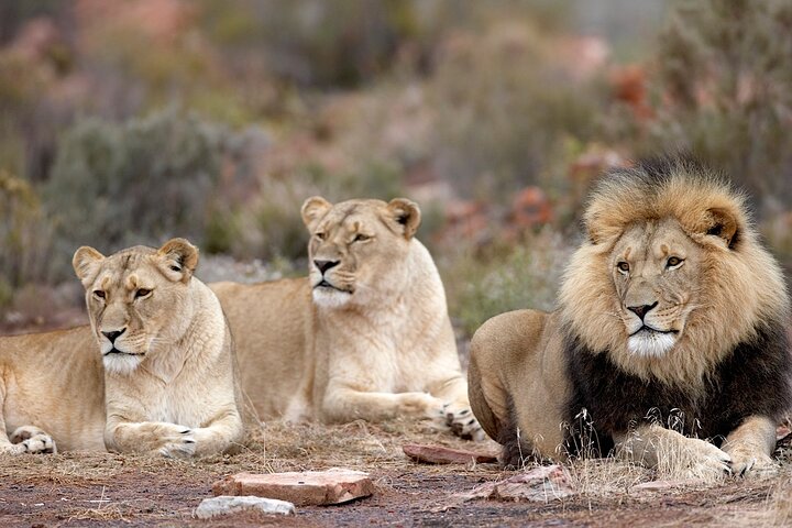 Cape Town Big 5 Animals Guided Safari Private Tour to Aquila - Image 2