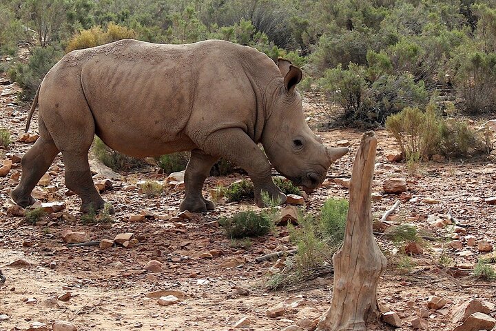Cape Town Big 5 Animals Guided Safari Private Tour to Aquila - Image 4