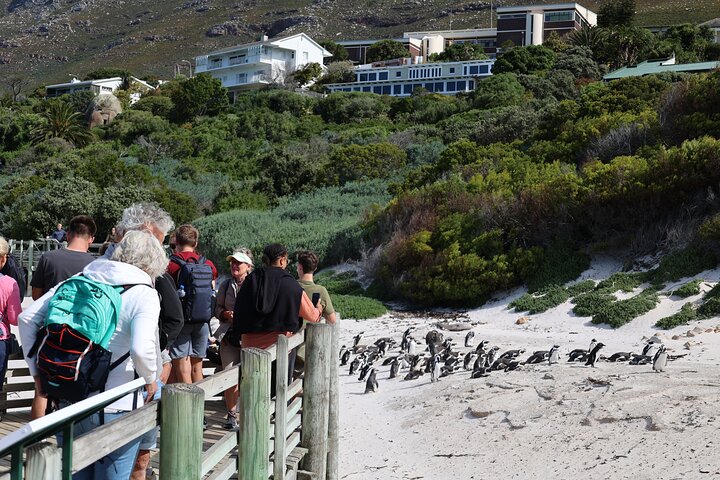 Cape Town: Cape of Good Hope, Table Mountain & Wine Tasting Tour  - Image 4