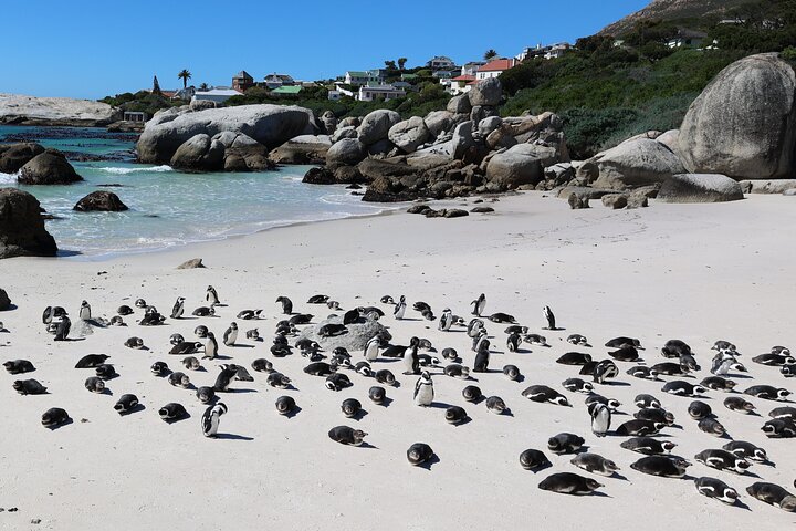 Cape Town: Cape of Good Hope, Table Mountain & Wine Tasting Tour  - Image 5