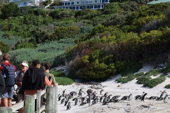 Cape Town: Cape of Good Hope Tour, Penguin Beach & Table Mountain - Image 3