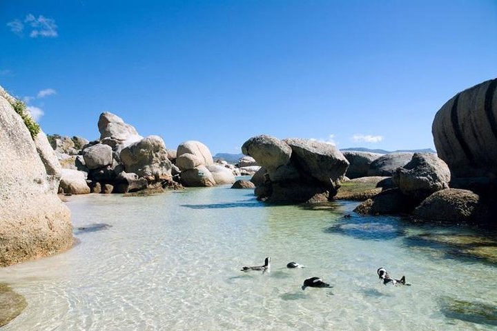 Cape Town: Cape Peninsula Half Day Private Tour - Image 2