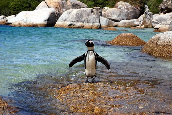Cape Town: Cape Peninsula Private Tour Full Day - Image 1