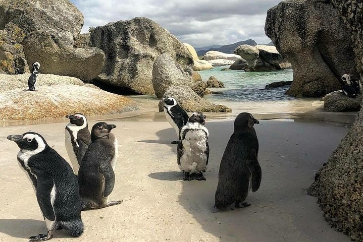 Cape Town: Cape Peninsula Private Tour Full Day - Image 2