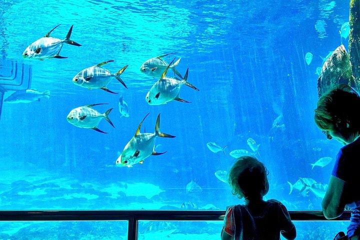 Cape Town Full Day Family Fun With Kids Private Tour - Image 3
