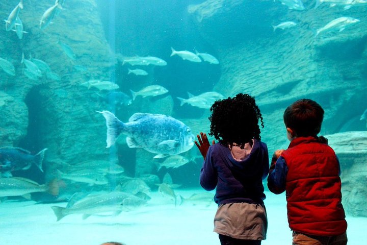 Cape Town Full Day Family Fun With Kids Private Tour - Image 1