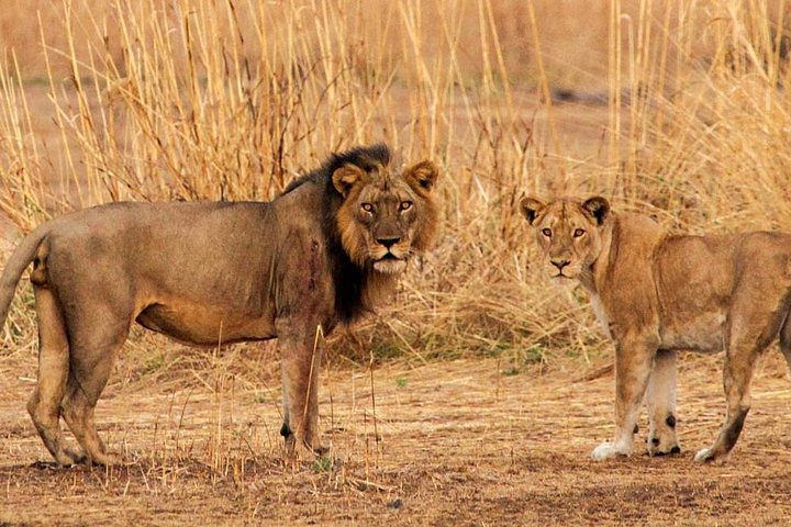 Cape Town Full Day Tour - Big Five Safari Gateway - Image 2