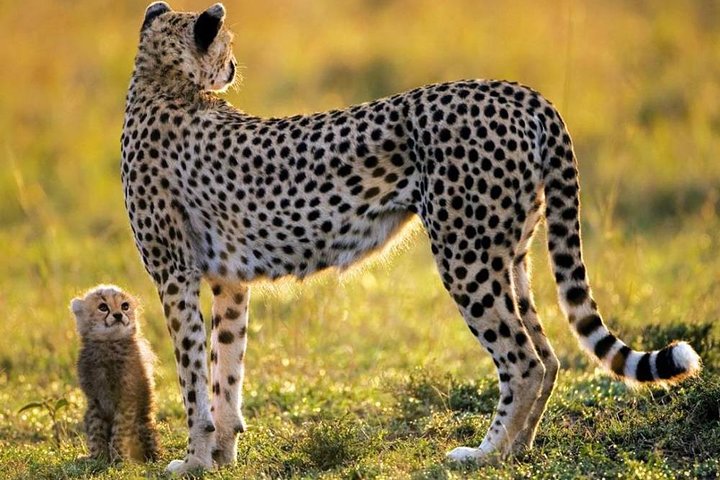 Cape Town Full Day Tour - Big Five Safari Gateway - Image 4