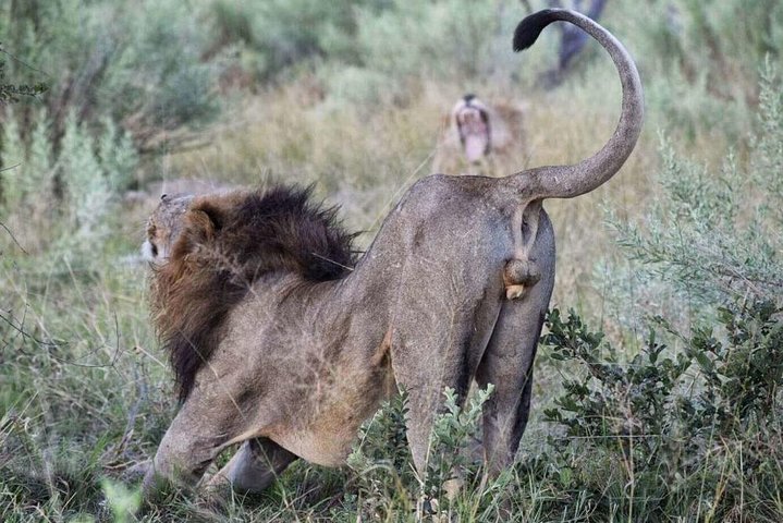 Cape Town Full Day Tour - Big Five Safari Gateway - Image 1