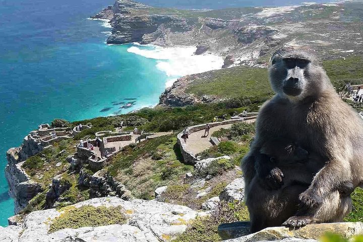 Cape Town: Half-day Cape Peninsula & Half-Day Constantia Winelands PRIVATE Tour - Image 3
