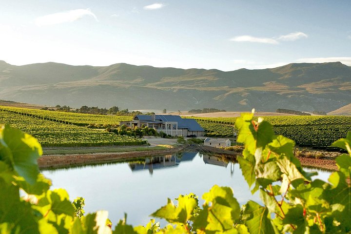 Cape Town: HERMANUS WHALES & WINE Private Full Day Tour - Image 5