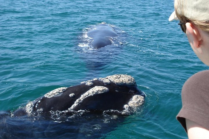 Cape Town: HERMANUS WHALES & WINE Private Full Day Tour - Image 4