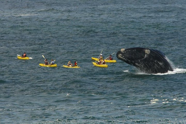Cape Town: HERMANUS WHALES & WINE Private Full Day Tour - Image 2