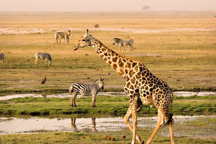 Cape Town - Overnight Best of Inverdoorn Safari Game Reserve  - Image 4