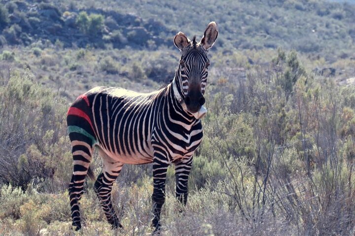 Cape Town - Overnight Sanbona Safaris Game Reserve Tour  - Image 3