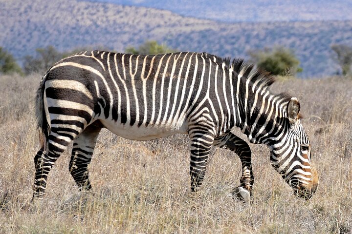 Cape Town - Overnight Sanbona Safaris Game Reserve Tour  - Image 5
