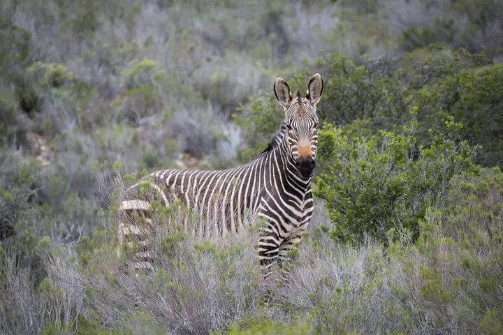 Cape Town - Overnight Sanbona Safaris Game Reserve Tour  - Image 4