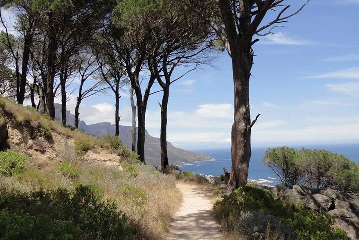 Cape Town: Pipetrack Hike for the whole family on Table Mountain - Image 1