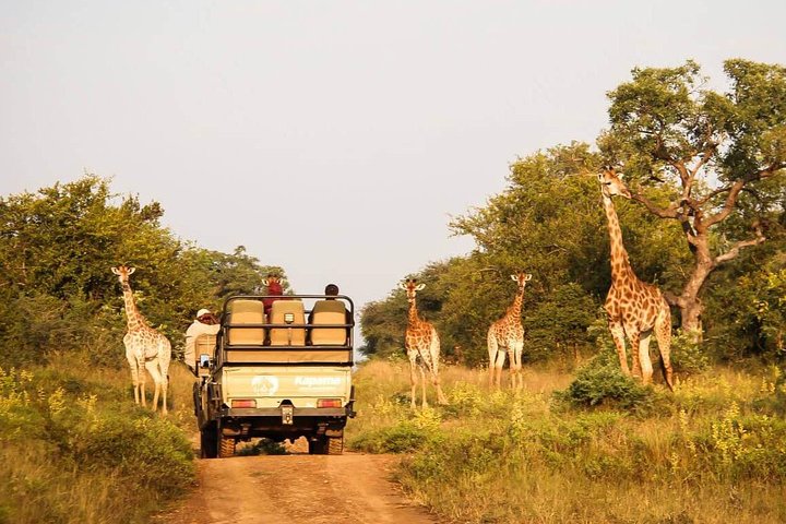 Cape Town Private - Best of Aquila Safari Tour  - Image 1
