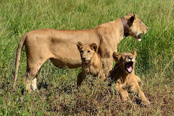 Cape Town Private - Best of Aquila Safari Tour  - Image 3