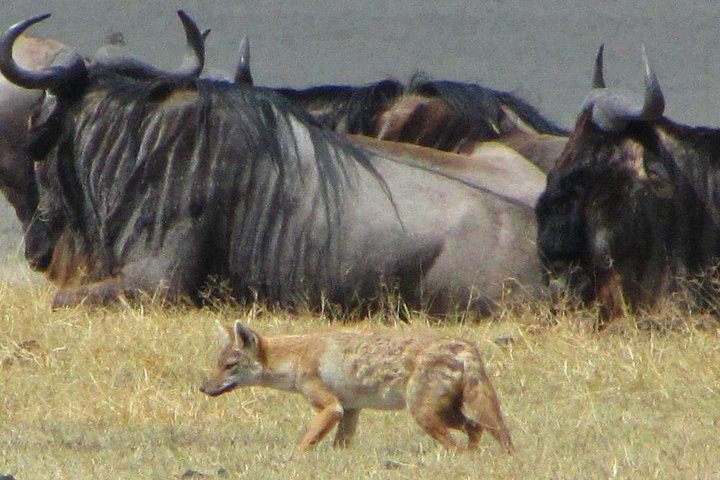 Cape Town Private - Best of Aquila Safari Tour  - Image 4