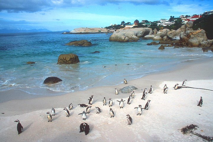 Cape town Private, Cape peninsula and Table Mountain Tour - Image 3