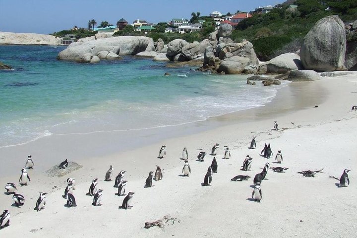 Cape town Private, Cape peninsula and Table Mountain Tour - Image 4