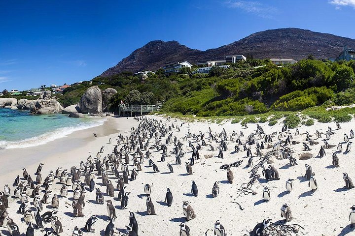 Cape town Private, Cape peninsula Penguin and Robben Island Tour  - Image 1
