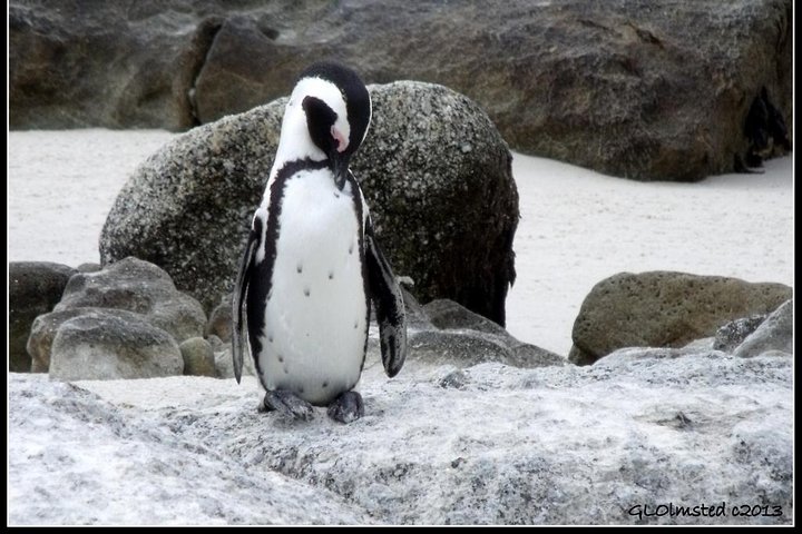 Cape town Private, Cape peninsula Penguin and Robben Island Tour  - Image 5