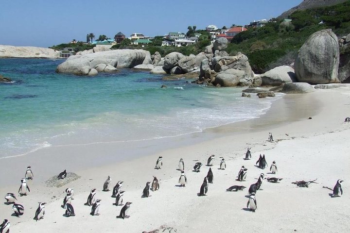 Cape Town Private - Cape Peninsula Penguin Full Day Tour - Image 5