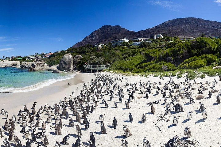 Cape Town Private, Cape point Penguin Tour - Image 1