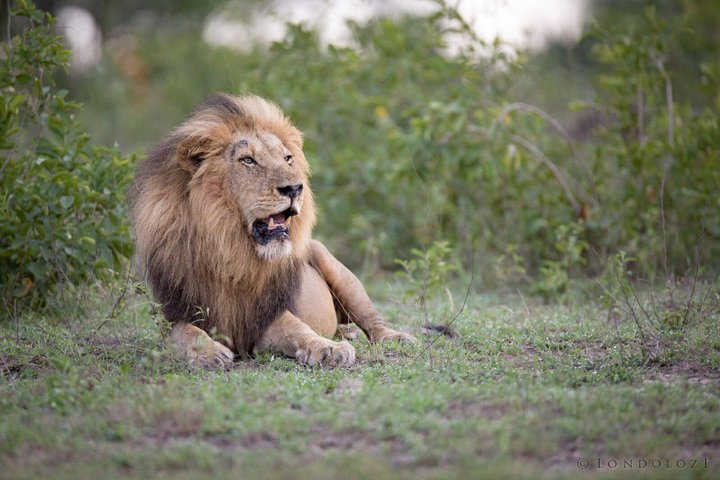 Cape Town Private Full Day Aquila Safari Tour with Lunch - Image 2