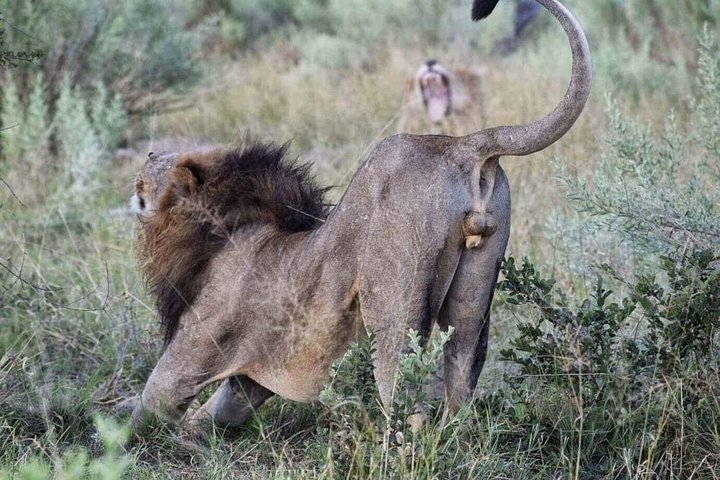 Cape Town Private Full Day Aquila Safari Tour with Lunch - Image 4