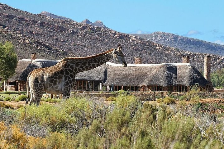 Cape Town Private Full Day Aquila Safari Tour with Lunch - Image 1