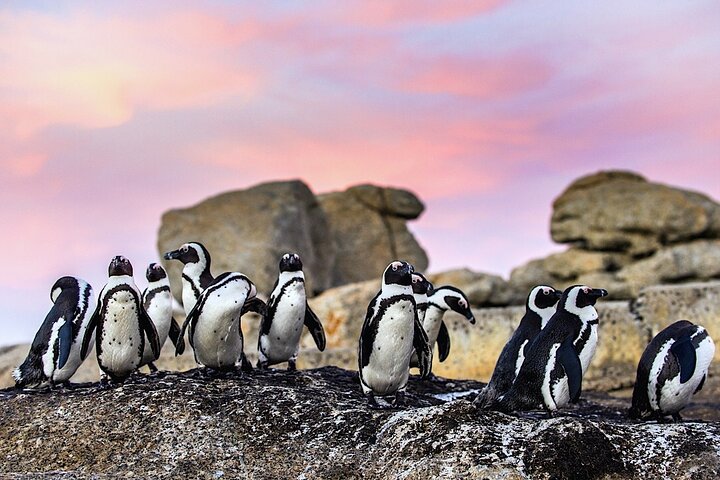 Cape Town Private Group Tour to Cape of Good Hope and Boulders Penguins Colony - Image 1